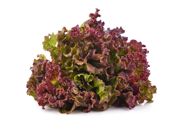 Lechuga Sangría (pieza)